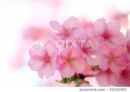 河津櫻花 河津櫻花 48292665