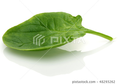Fresh spinach isolated on white background Fresh spinach isolated on white background 48293262