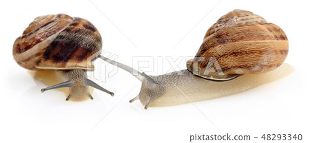 Snail crawling isolated on white Snail crawling isolated on white 48293340