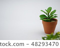Foliage plant  48293470