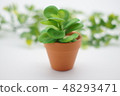 Foliage plant  48293471