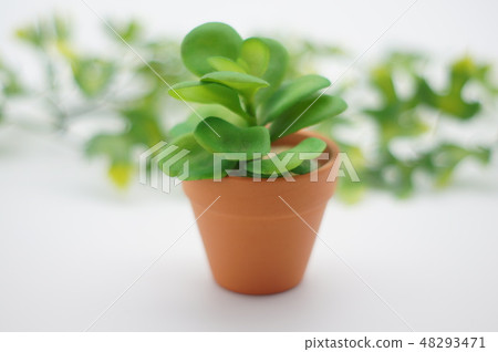 葉子植物 葉子植物 48293471