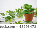 Foliage plant  48293472