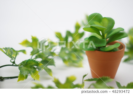 Foliage plant Foliage plant 48293472