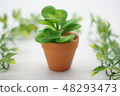 Foliage plant  48293473