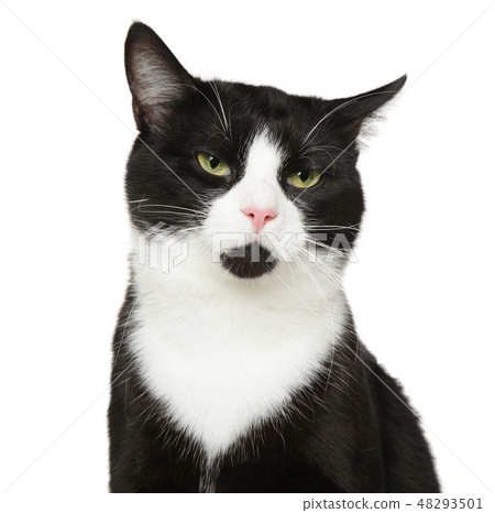 Portrait of a black and white cat, isolated Portrait of a black and white cat, isolated 48293501