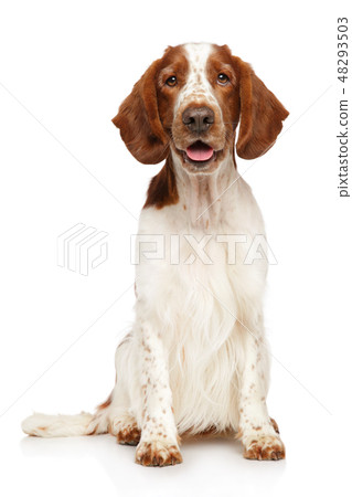 Portrait of a young Welsh Springer Spaniel dog 48293503