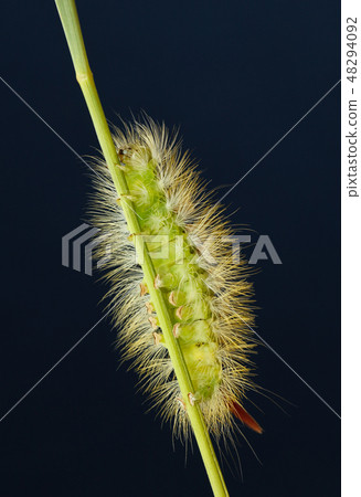 Yellow hairy caterpillar on cereal culm 48294092