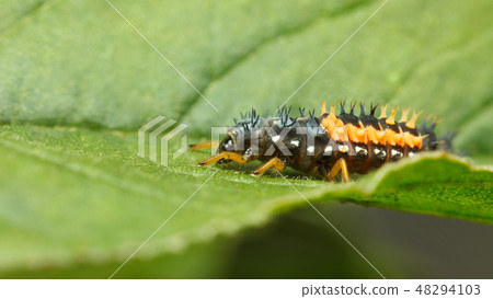 Hiding hunter - ladybird larva Hiding hunter - ladybird larva 48294103