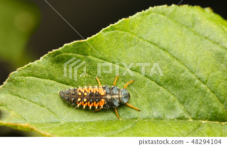 Ladybird larva top view 48294104