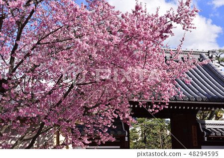 Choshuji Temple Okame櫻花（Akame櫻花） 48294595