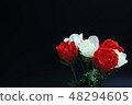 Roses of red and white 48294605