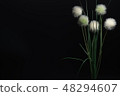 Ikebana 48294607
