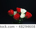 Roses of red and white 48294608