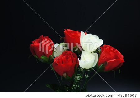 Roses of red and white Roses of red and white 48294608