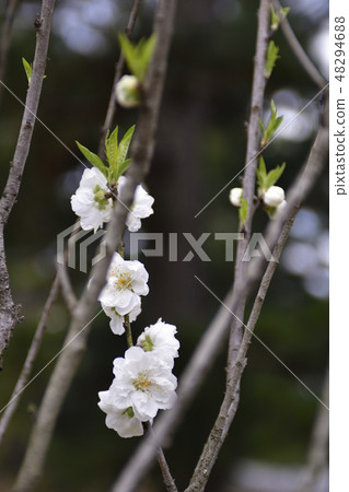 京都御苑桃園(桃花) 京都御苑桃園(桃花) 48294688