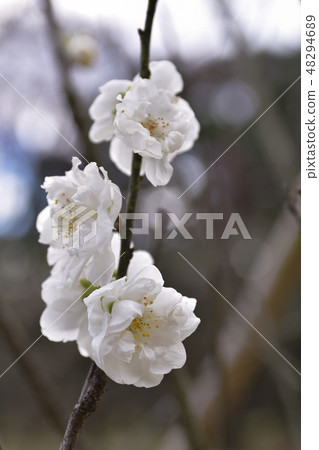 Kyoto gyoen Taoyuan (Peach blossom) Kyoto gyoen Taoyuan (Peach blossom) 48294689