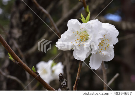 京都御苑桃園(桃花) 京都御苑桃園(桃花) 48294697