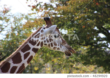 Giraffe  48294920