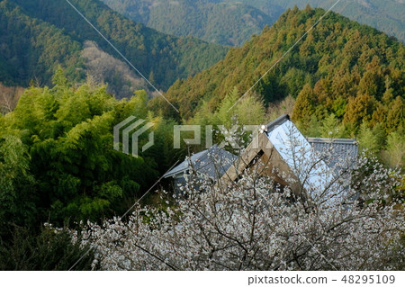 山里和白梅（奈良縣高志郡明日香村） 48295109