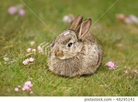 Close up of European rabbit in grass Close up of European rabbit in grass 48295141