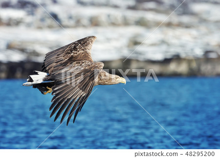Close up of a White tailed Eagle in flight 48295200