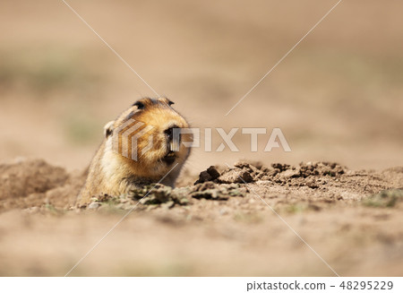 Close up of a big-headed African mole-rat Close up of a big-headed African mole-rat 48295229