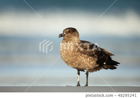 Falkland skua standing on a sandy coast 48295241