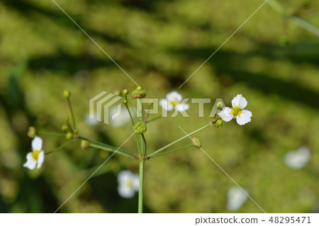 Common water plantain 48295471