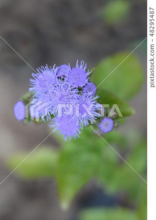 Floss Flower Floss Flower 48295487