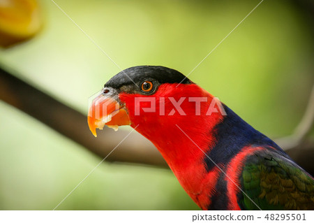 Black capped lory on tree branch 48295501