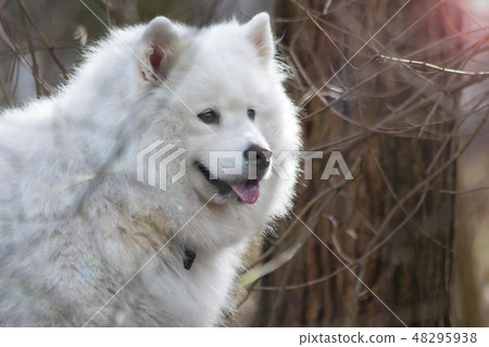 Samoyed dog with beautiful bokeh. fluffy dog 48295938