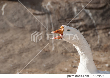 Potrait of white goose, honking with his beak. 48295990