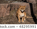 Lioness sitting under the sun, wild nature. 48295991