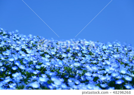 尼莫菲拉山 尼莫菲拉山 48296268