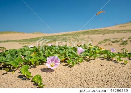 Tottori sand dune flower paraglider 48296289