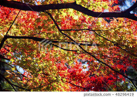 Autumn leaves 48296419