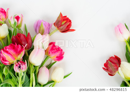 Fresh tulips flowers Fresh tulips flowers 48296815