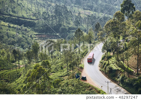 Road through tea plantations 48297247