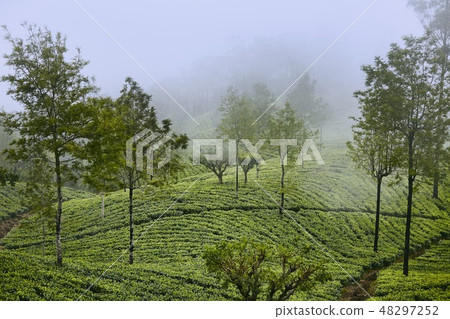 Tea plantations in clouds 48297252