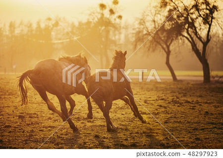 Two horses at sunset Two horses at sunset 48297923