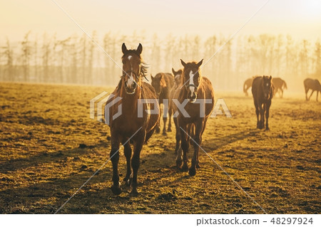 Herd of horses at sunset Herd of horses at sunset 48297924