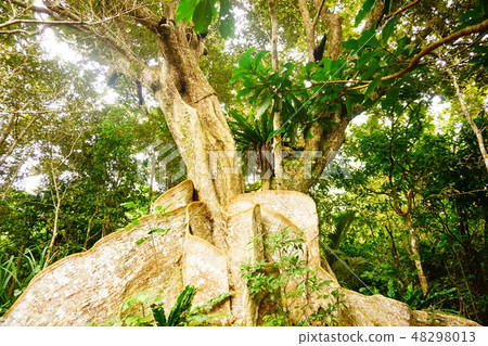 Saxis aoki Saxis aoki 48298013