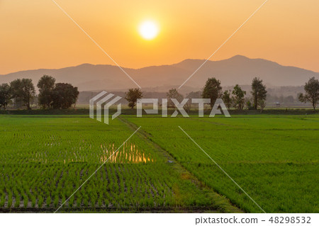 Landscape of Green rice field with mountain Landscape of Green rice field with mountain 48298532