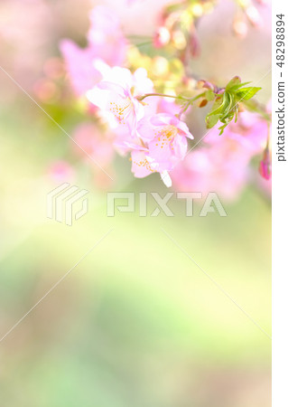 Cherry Blossoms	 48298894