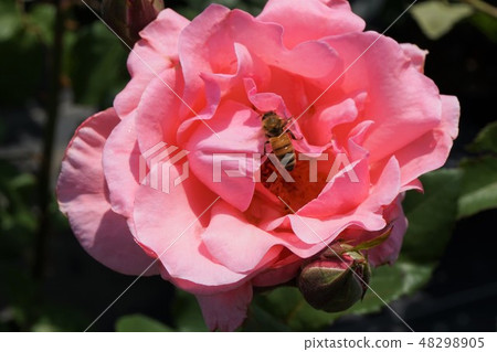 Rose rose pink rose bee Honey Bees Rose rose pink rose bee Honey Bees 48298905
