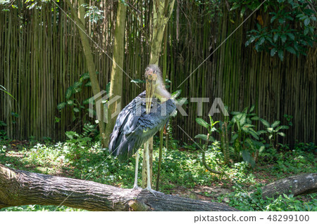 African Bald Stork African Bald Stork 48299100