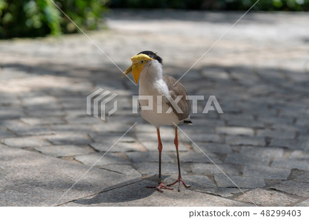 Counterbore 48299403