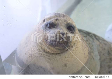 印章 印章 48300133