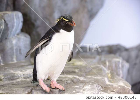 Penguin Penguin 48300145